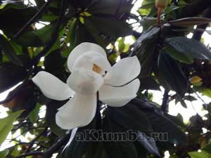 Magnolia description types