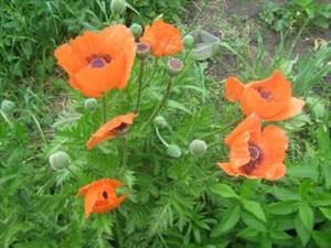 perennial poppy cultivation and care