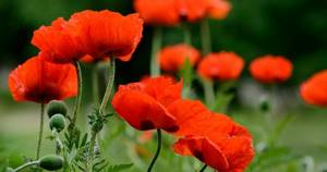 Poppy - planting, growing, propagation and care