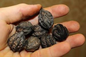Manchurian walnut: cultivation in Siberia, Moscow region, and the Urals