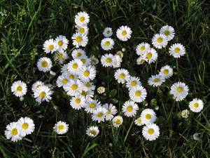 Daisies or daisies - planting and care