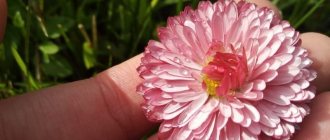 Daisies: care and cultivation at home