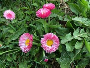 Daisies: care and cultivation at home