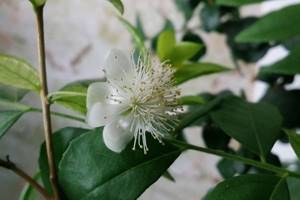 Myrtle macrofolia