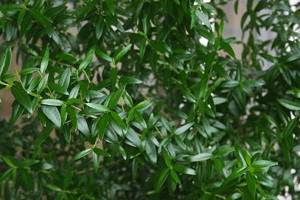 Small-leaved myrtle