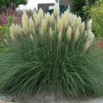 Miscanthus chinensis