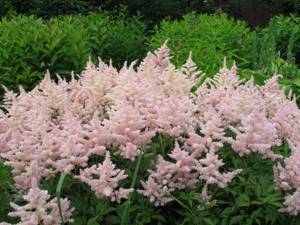 Many of the astilbe varieties will decorate a shady flower garden in the garden and near a pond.