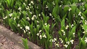 Perennial lilies of the valley