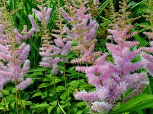 Perennials for Siberia, blooming all summer