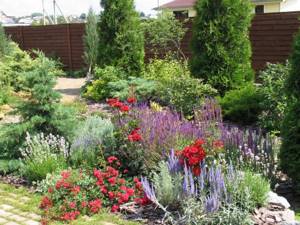Perennials and beautiful flowering shrubs that will color the flower garden with bright colors from spring to autumn.