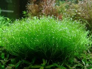 Richia moss in the aquarium