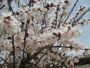 Young flowering apricot tree