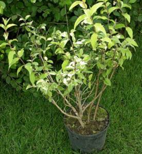 Young shrubs tolerate replanting well