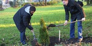 Young people plant thuja