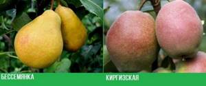 Frost-resistant pear varieties