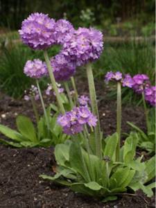 Powerful variety with large lilac-violet flowers