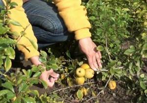 You can bend horizontal layerings of Japanese quince to the ground and bury them