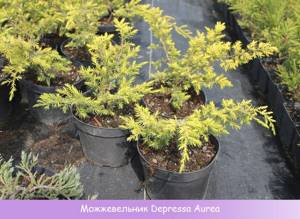 Common juniper Depressa Aurea