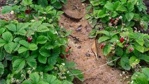 mulching beds with strawberries with sawdust