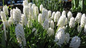Мускари белый Muscaria White Beauty фото цветения