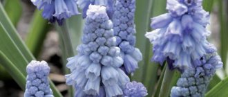 Мускари голубой muscari azureum фото