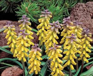 Мускари желтый Muscari macrocarpum 'Golden Fragrance' фото