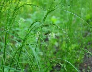 Мятлик дубравный - газонные травы фото и названия