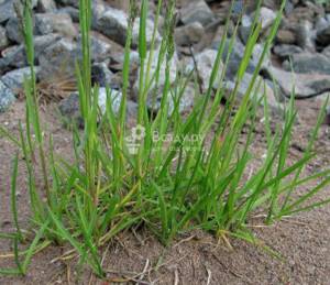 Мятлик луговой - газонные травы фото и названия