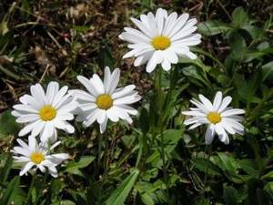 We hope that the topic of the article - leucanthemum nevus, growing from seeds, was useful to you. The most dangerous pests for nevus are meadow thrips. To get rid of them, flowers need to be treated with Intavir and Bazudin. This should be done once every two weeks. 