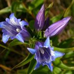 The simplest and most unpretentious species can be considered the European gentian.