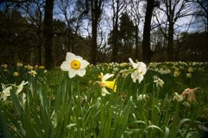 daffodils, planting and growing in open ground