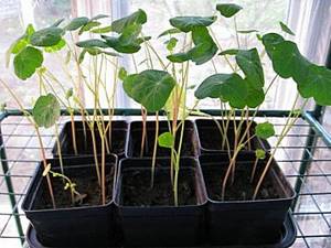 Nasturtium-flowers-History-types-growing-nasturtium-17