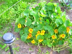 Nasturtium-flowers-History-types-growing-nasturtium-22