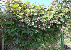 Small pergola with flowering beans
