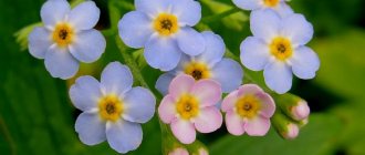 forget-me-not