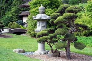 Niwaki and garden bonsai: a piece of living Japan in your garden (35 photos)