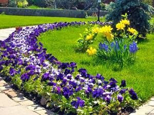 low growing flowers for flower beds