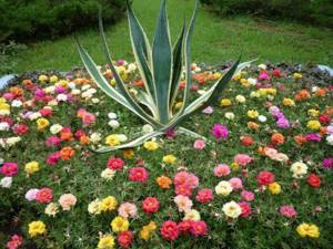 low growing flowers for flower beds