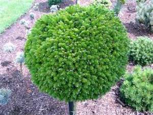 Low growing trees for landscaping