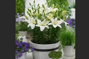 Low-growing lilies: varieties with photos