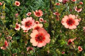 Low-growing perennials for creating a neat and original flower bed