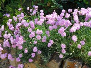 Low-growing perennials for creating a neat and original flower bed