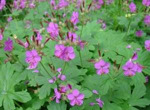 Low-growing perennials for creating a neat and original flower bed