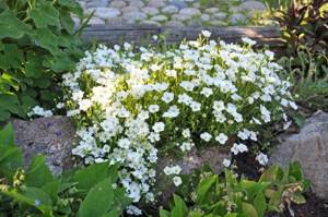 Low-growing perennials for creating a neat and original flower bed