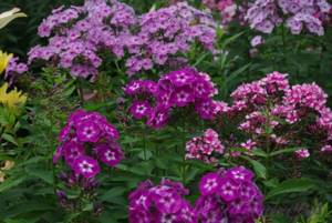 Low-growing perennials for creating a neat and original flower bed