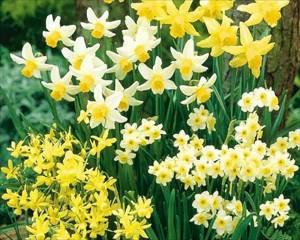 Low growing daffodils