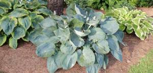 The low-growing hosta bush, similar to an ancient giant tortoise, will delight gardeners with 100 shades of green: from soft green to Moroccan emerald.