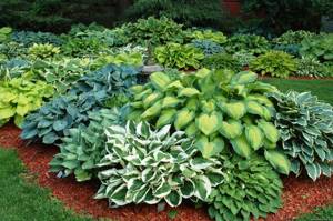 The low-growing hosta shrub is the queen of shady flower beds.
