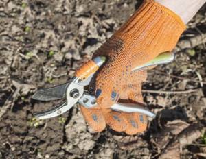 Trim shrubs with a sharp knife, pruning shears or blade
