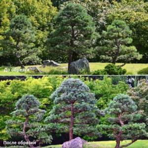 Pruning conifers in the Niwaki style